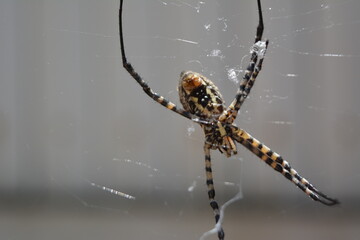 Banded Argiope. View from the side of the abdomen