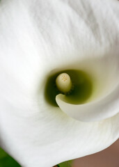 a white fragment of a callus flower and green leaves