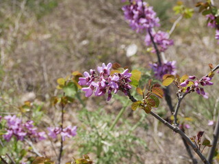 Green fresh leaves and clusters of light purple flowers of the certis tree on a sunny summer day. Raw materials for traditional medicine grow in natural conditions. The fruit of the Judas tree