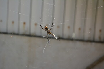 Banded Argiope. View from the side of the abdomen