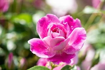 close up of pink rose