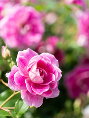 pink roses in garden