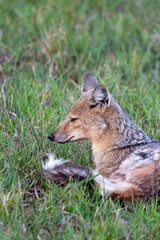 deer in the grass