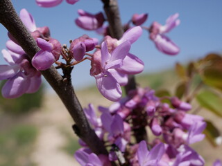 Obraz premium Green fresh leaves and clusters of light purple flowers of the certis tree against the blue sky on a sunny summer day. Raw materials for traditional medicine grow in natural conditions.