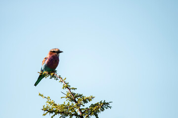 red tailed hawk