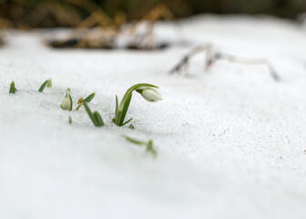 white snowdrops in the snow, the first snowdrops symbolize the departure of winter and the arrival of spring