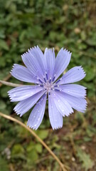 Chicory