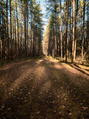 Fototapeta premium path in autumn forest