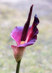 flower from a potato palm or tuberous amorphophal, which, according to gardeners, blooms only once...