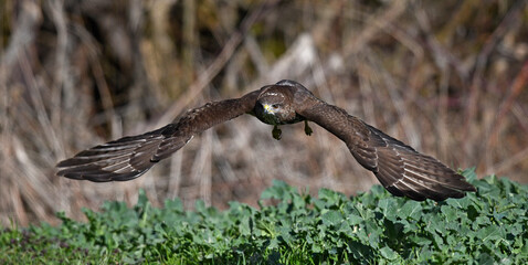 flying Common Buzzard (Buteo buteo) // fliegender Mäusebussard (Buteo buteo)