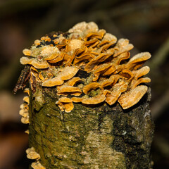 bunch of polypore mushrooms on birch tree stump