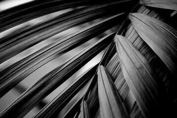 hoja de palmera tropical