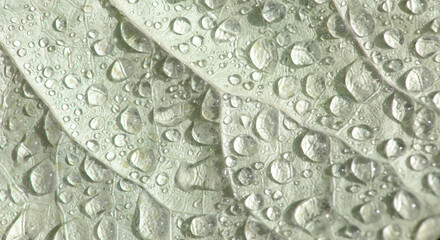 Drops of dew in the morning glow in the sun. Beautiful leaf texture in nature. Natural background.