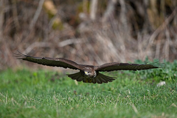 flying Common Buzzard (Buteo buteo) // fliegender Mäusebussard (Buteo buteo)