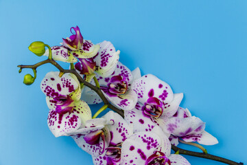 Branch of orchid phalaenopsis on pastel blue background. Top view