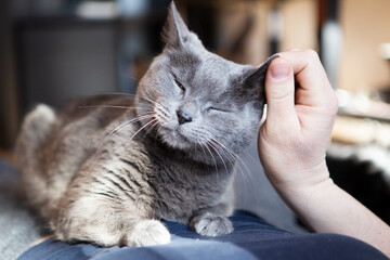 Graue Katze genießt die Streicheleinheiten