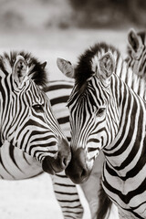 Fototapeta na wymiar zebras in zoo