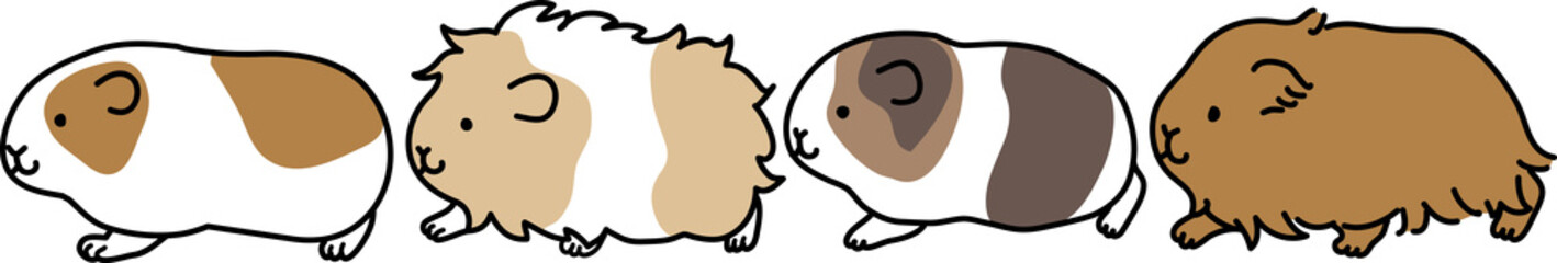 モルモットの行列