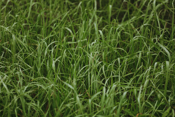 Fototapeta na wymiar green fresh grass carpet. waiting for the spring. High quality photo