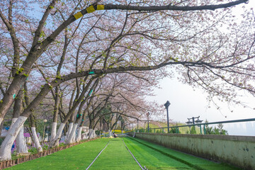Cherry Blossoms in Hanyang Qingchuan Pavilion, Wuhan, Hubei