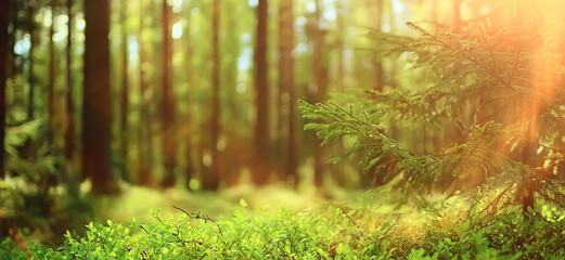 spring forest landscape, abstract fresh, seasonal nature view, green trees sun rays morning