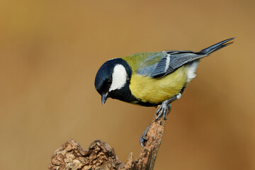 Great tit perched on broken tree trunk, Parus major bird close-up. 
