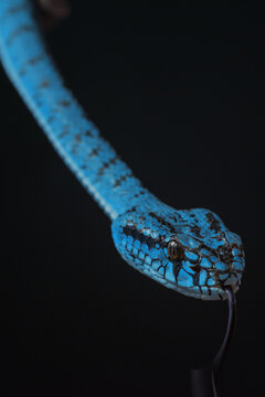 Blue Viper Snake