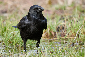 Close-up of a black raven (Corvus corax) standing in small puddle of water