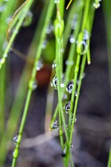 Obraz premium water drops on grass