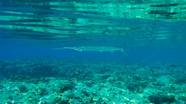 Group of Needlefish swims under surface of the blue water reflecting from the water surface. Underwater life in the ocean (4K-60pfs).