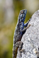southern rock agama lizard sitting against rock