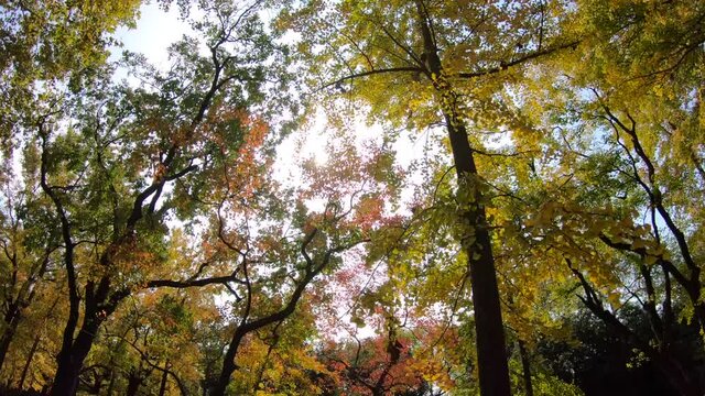 The sun goes through the woods in autumn and leaves change color in autumn