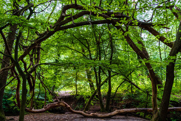 Fototapete bei efototapeten.de bestellen   