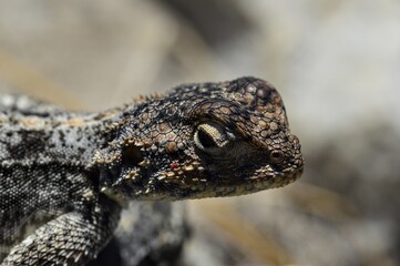 southern rock agama lizard