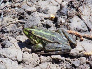 frog on the ground