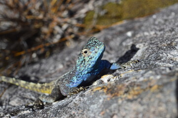 southern rock agama lizard in south africa