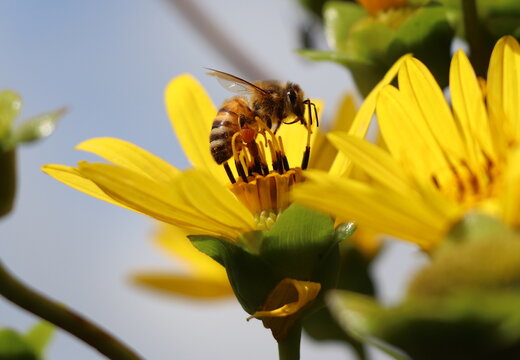 Bee on a yellow silphium flower