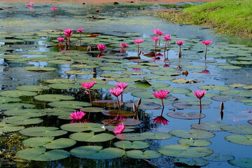 Pink lotus flower on pond on Thailand.
