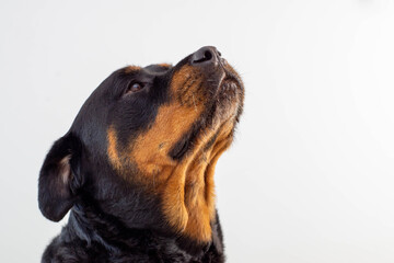 Un gran ejemplar de perro rottweiler hembra para proteccion