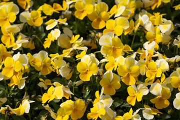 Obraz premium Closeup shot at a group of yellow pansies flowers