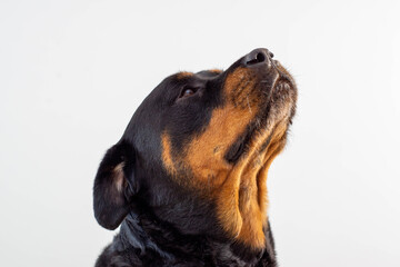 Obraz premium Un gran ejemplar de perro rottweiler hembra para proteccion