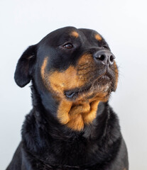 Un gran ejemplar de perro rottweiler hembra para proteccion