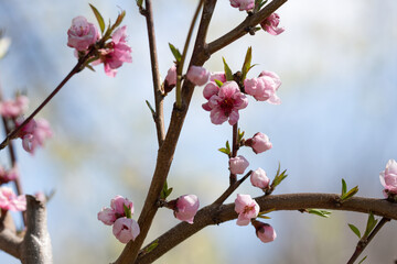 Peach blossoms on the branch
