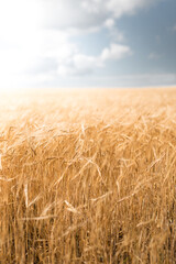 Barley field