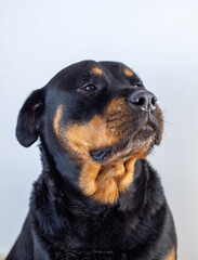 Un gran ejemplar de perro rottweiler hembra para proteccion