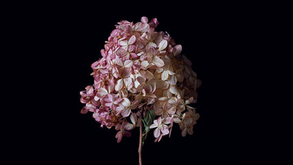 floral banner. dry hydrangea flower on a dark background close-up. rustic style. top view, copy...