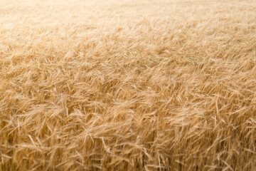 Barley field