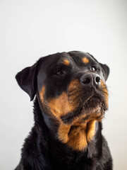Obraz premium Un gran ejemplar de perro rottweiler hembra para proteccion