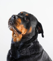 Un gran ejemplar de perro rottweiler hembra para proteccion