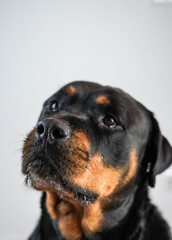 Fototapeta premium Un gran ejemplar de perro rottweiler hembra para proteccion